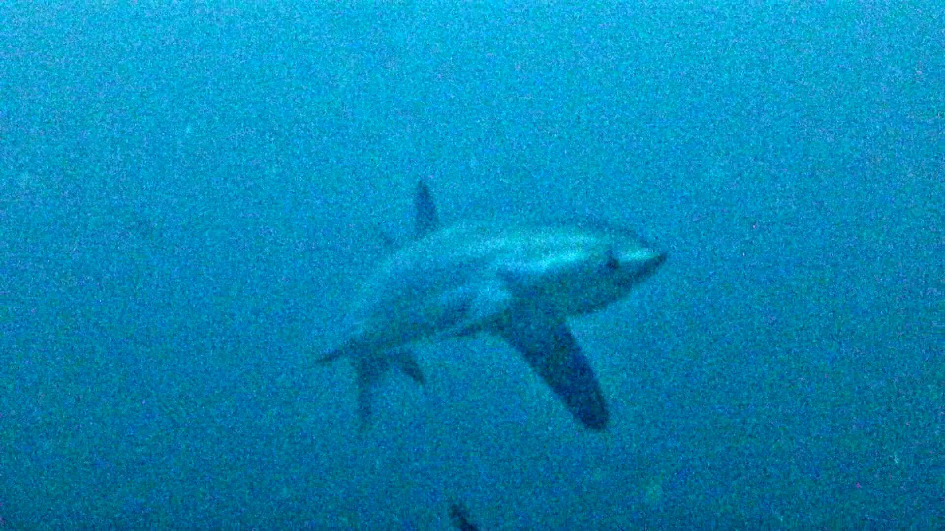 Thresher Shark, Philippines, 2015