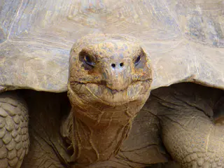 Giant Tortoise