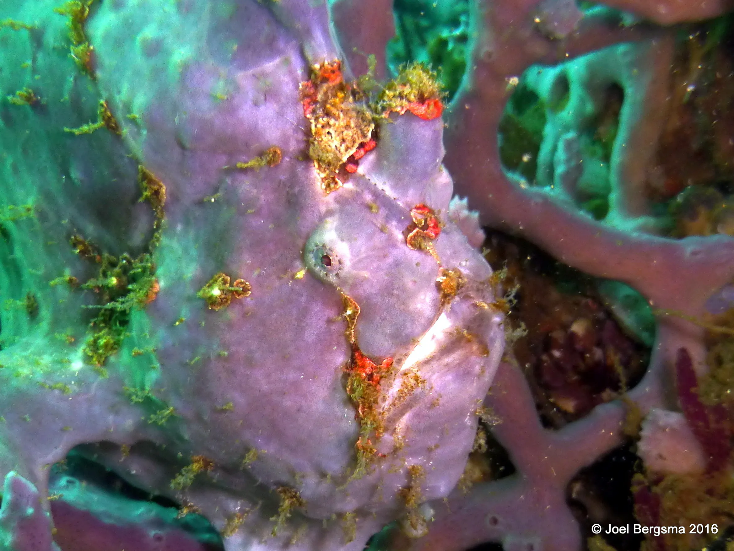 Frogfish, Komodo, 2016