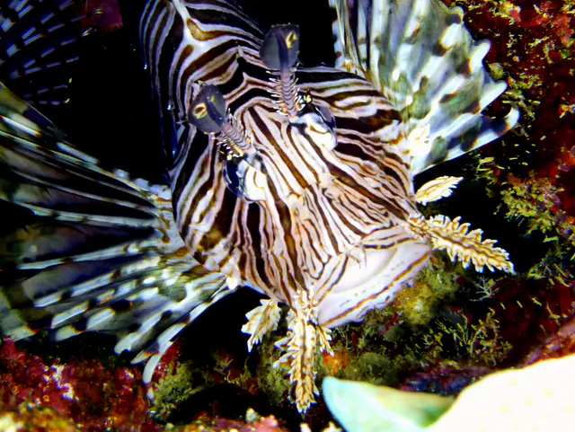 Underwater photograph by Joel Bergsma