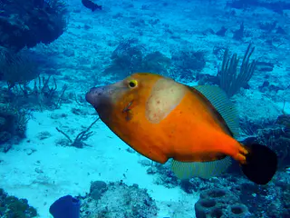 Underwater photograph by Joel Bergsma
