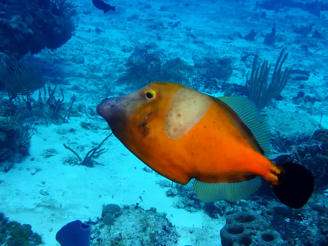 Underwater photograph by Joel Bergsma