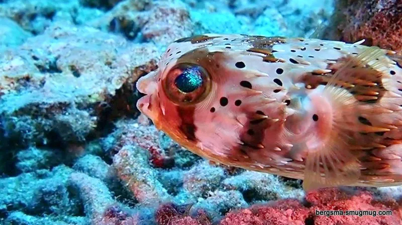 Cayman Islands underwater photograph, 2019