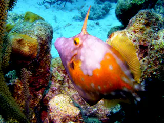 Underwater photograph by Joel Bergsma