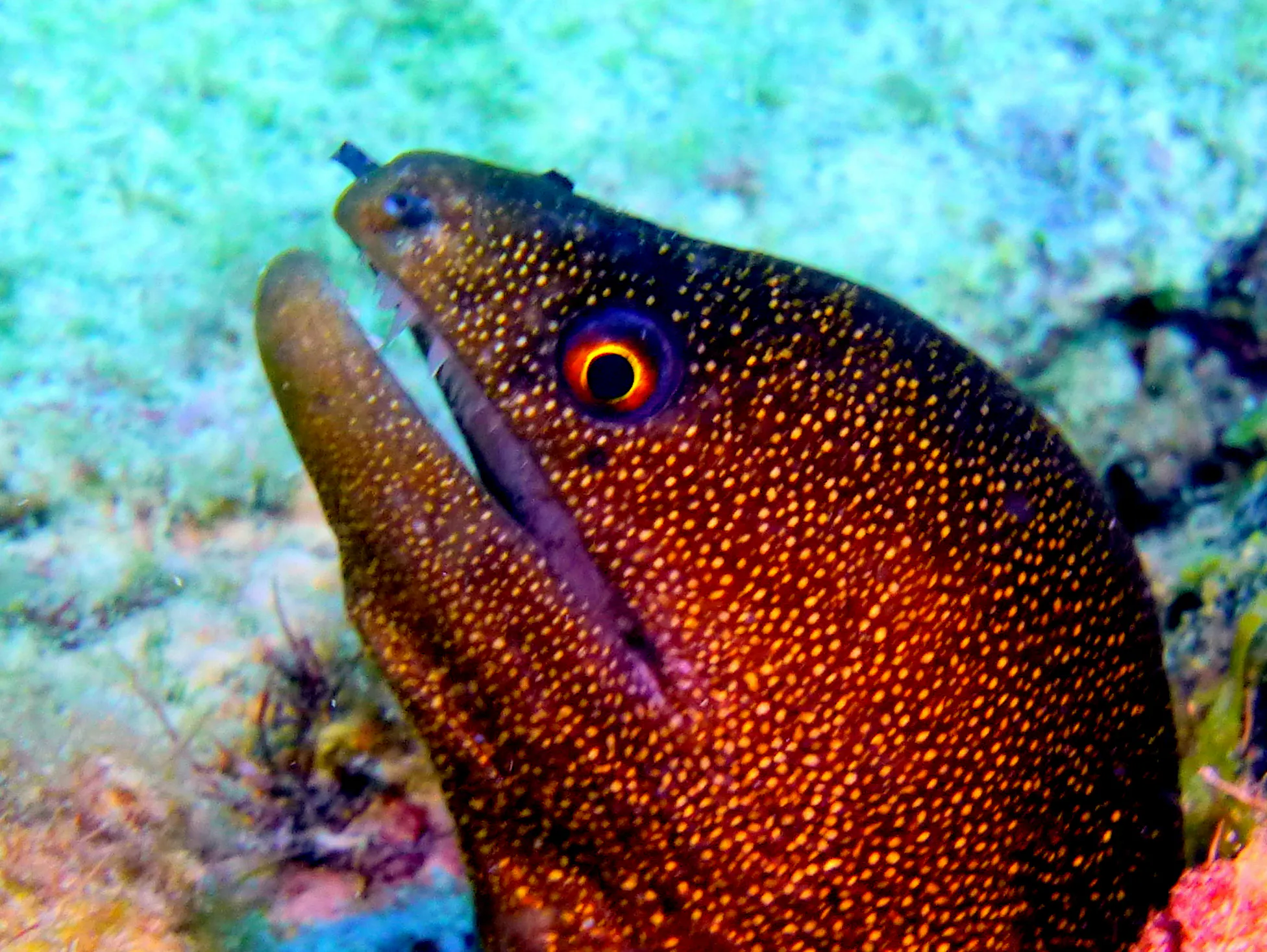 Goldentail Moray Eel, Bonaire, 2013