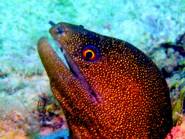 Underwater photograph by Joel Bergsma
