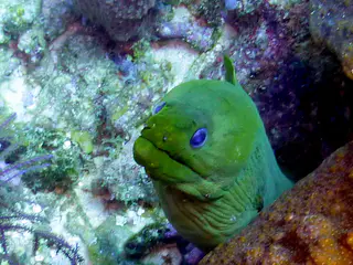 Underwater photograph by Joel Bergsma