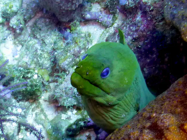 Underwater photograph by Joel Bergsma
