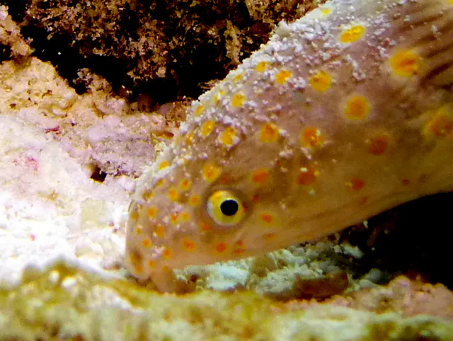 Underwater photograph by Joel Bergsma