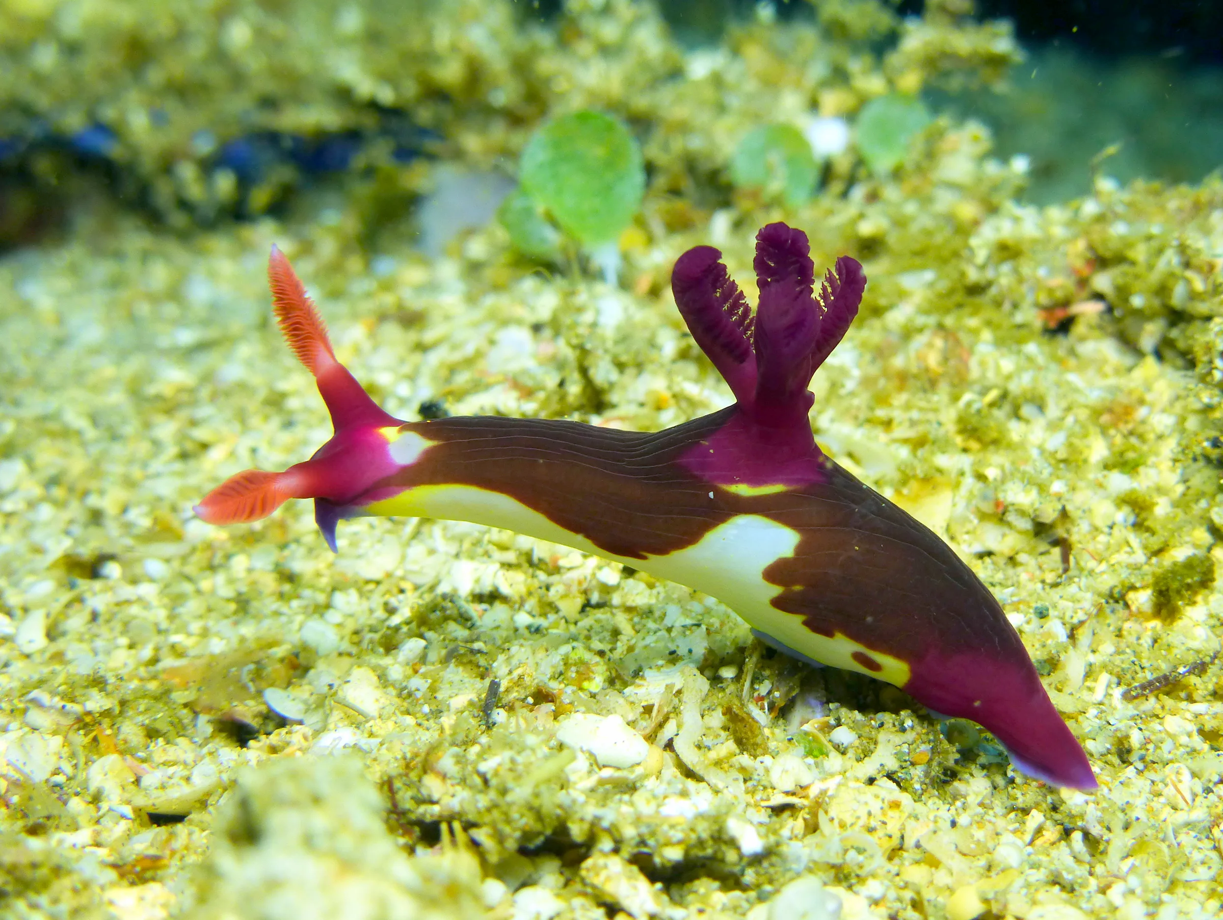 Nudibranch, Philippines, 2014