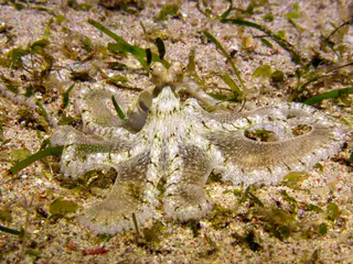 Underwater photograph by Joel Bergsma