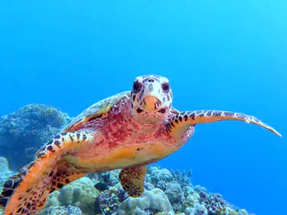 Underwater photograph by Joel Bergsma