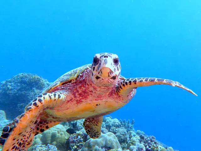 Underwater photograph by Joel Bergsma