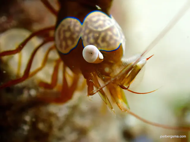 Underwater photograph by Joel Bergsma