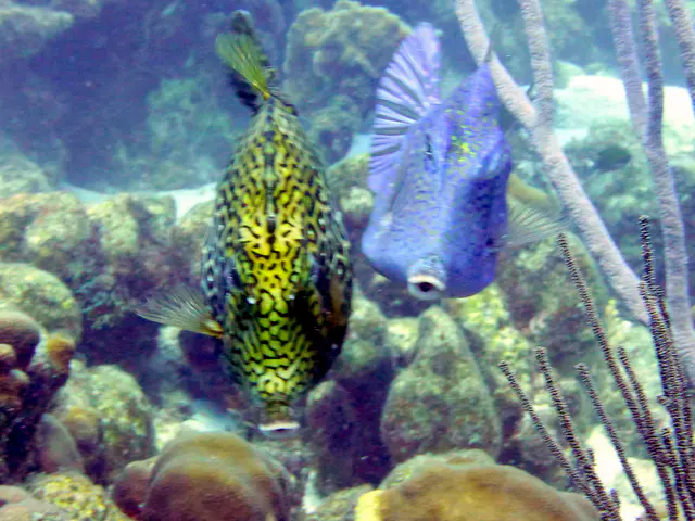Underwater photograph by Joel Bergsma
