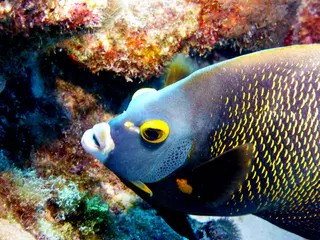 Underwater photograph by Joel Bergsma