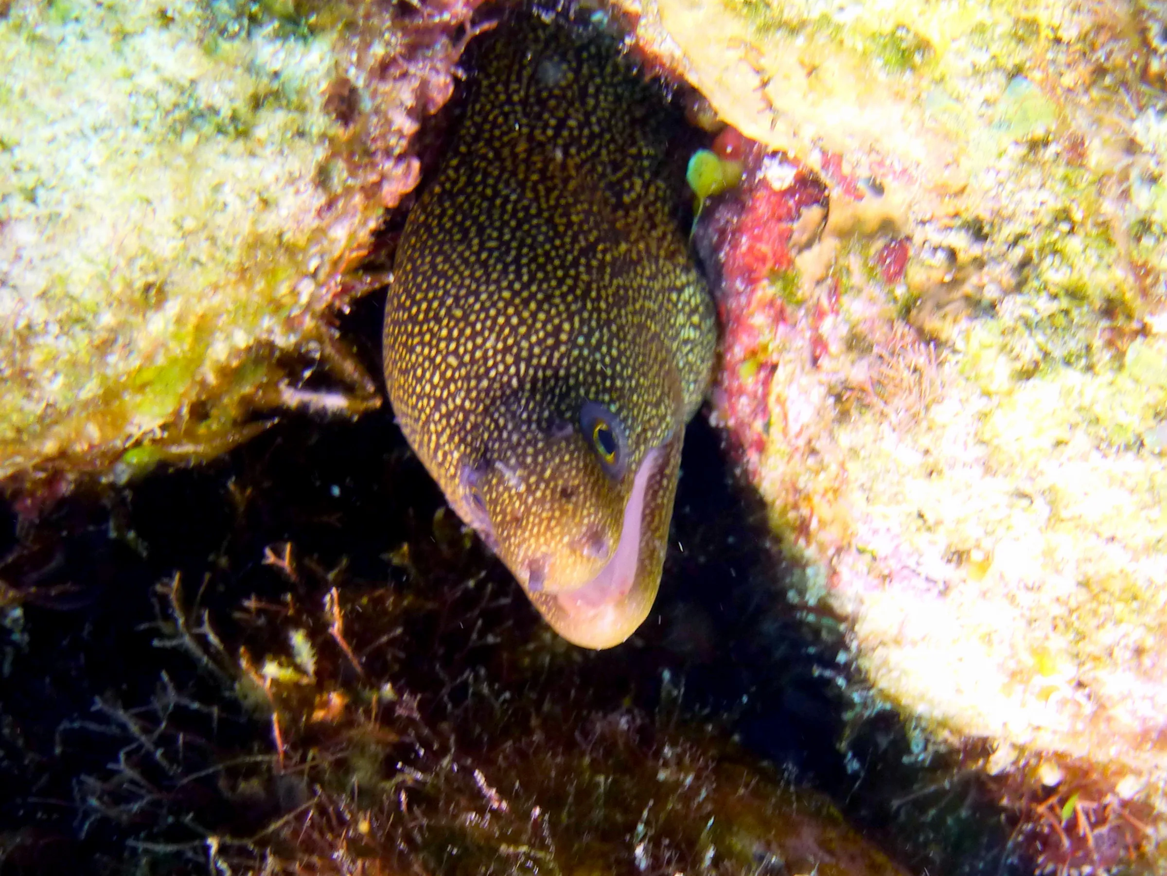Green Moray Eel, Bonaire, 2013