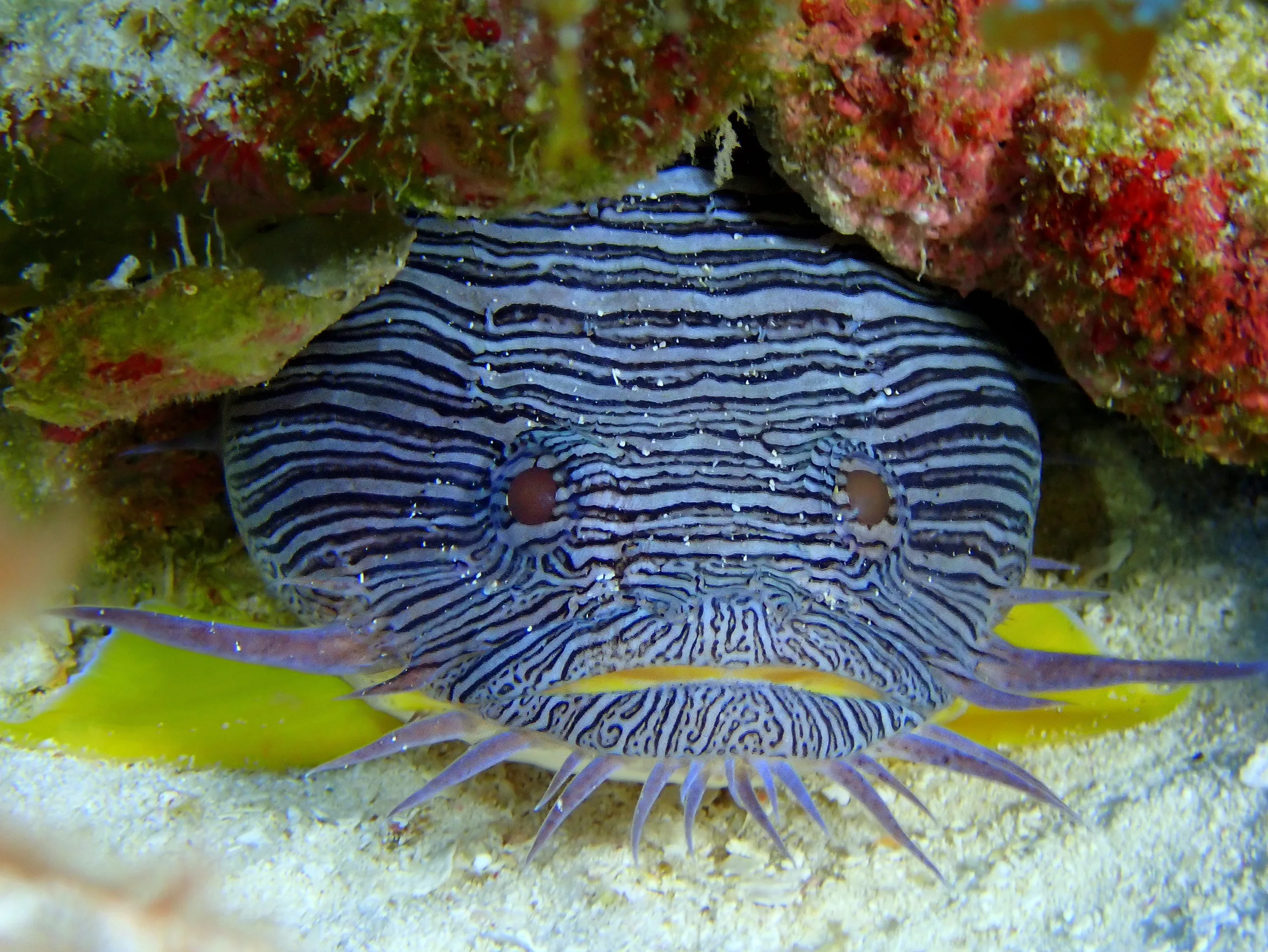 Cozumel underwater photograph, 2025