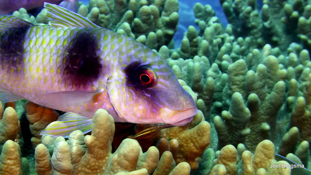 Underwater photograph by Joel Bergsma