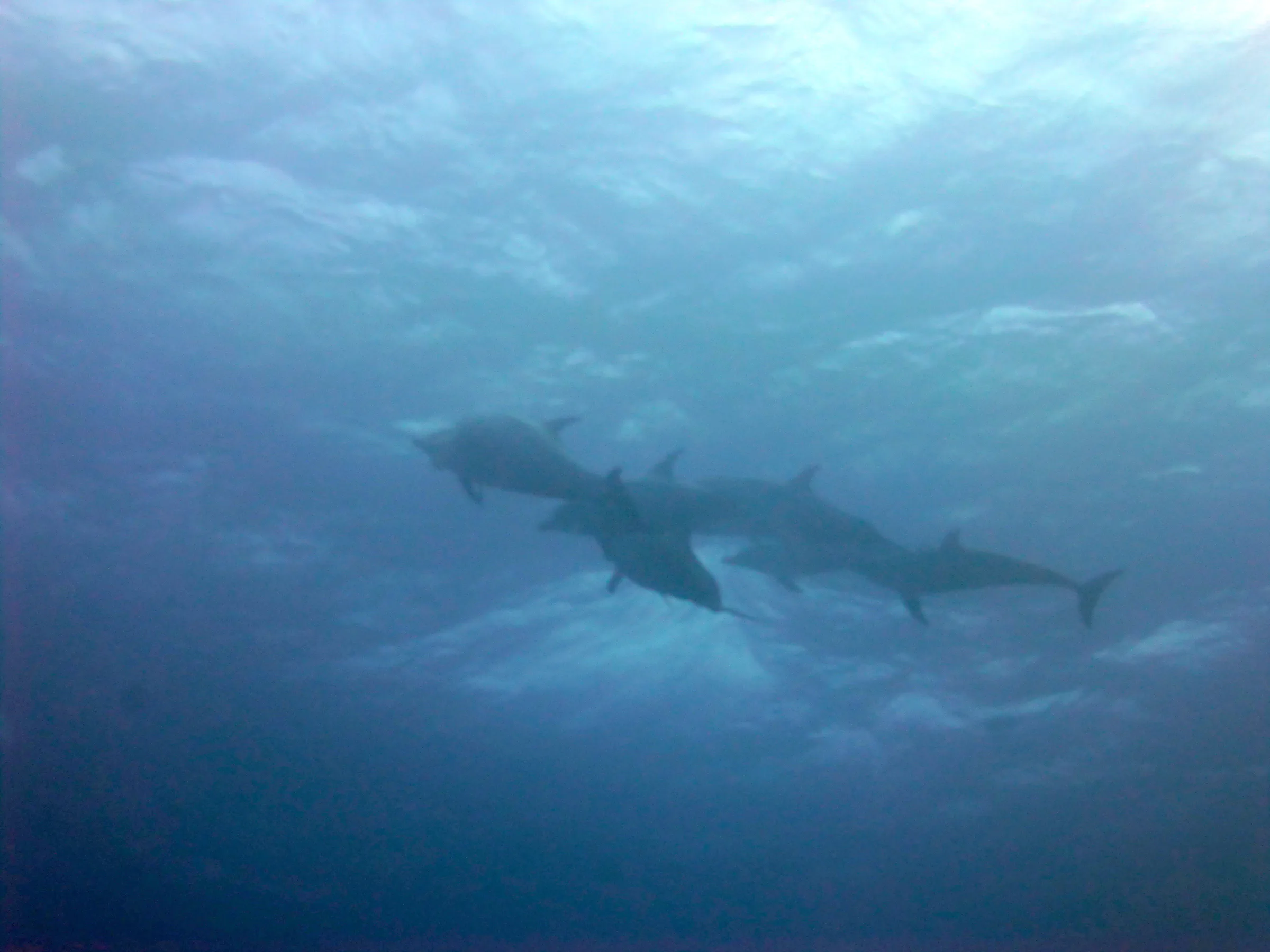 Dolphin, Belize, 2017