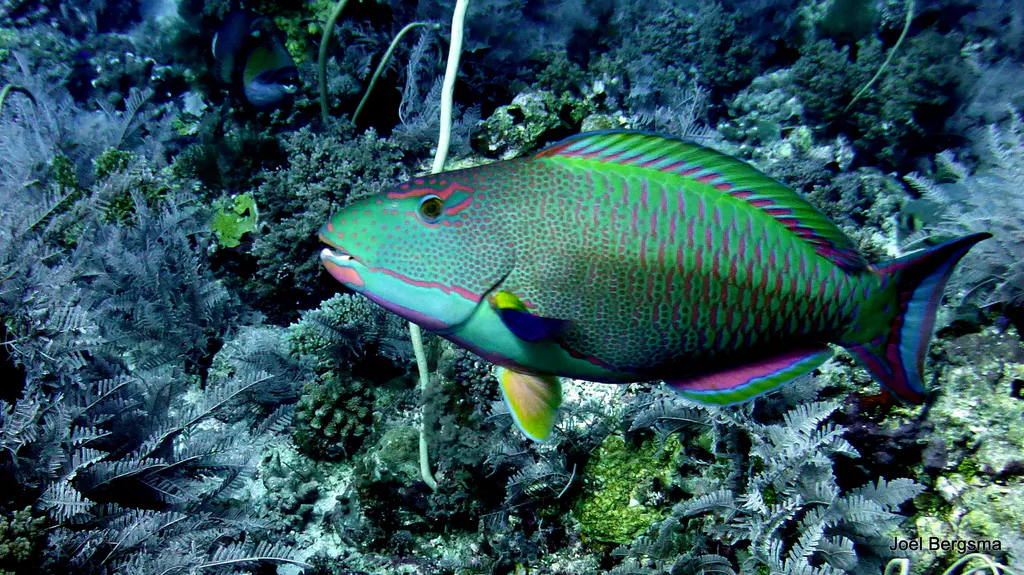 Underwater photograph by Joel Bergsma