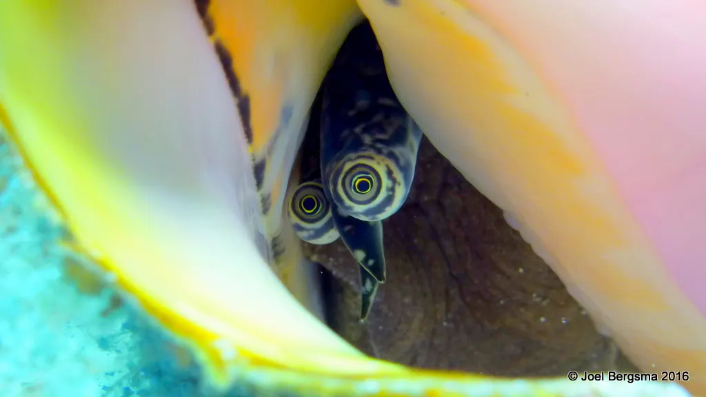 Conch, Cayman Islands, 2016