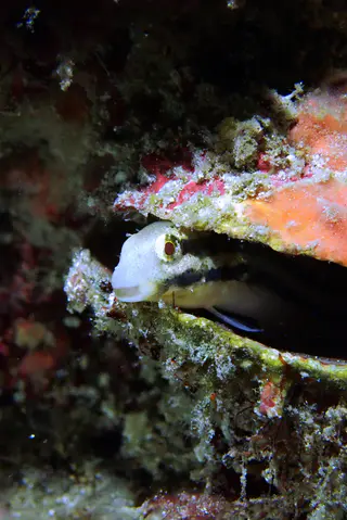 Underwater photograph by Joel Bergsma