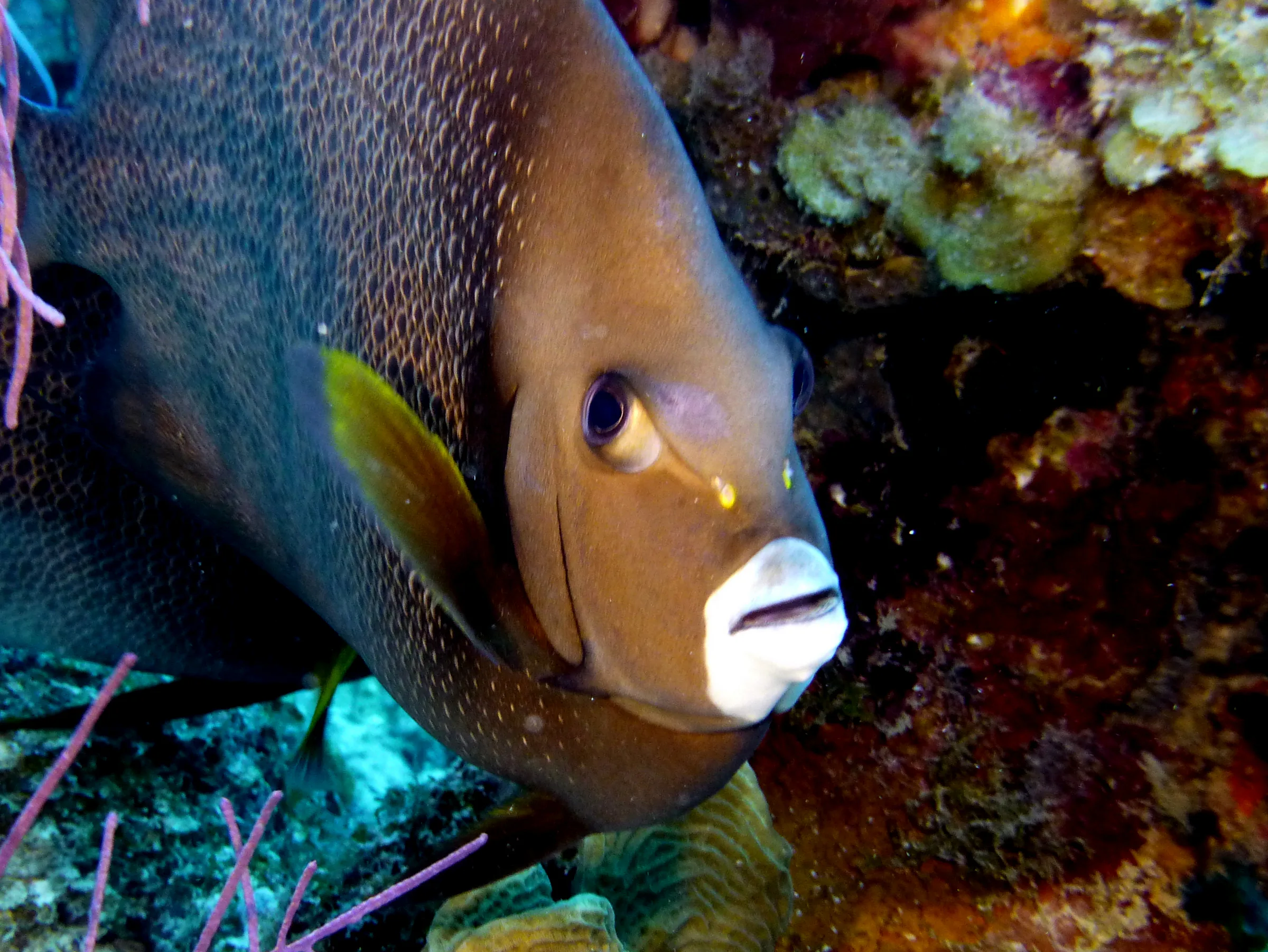 Gray Angelfish, Belize, 2017