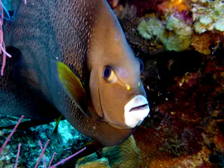 Underwater photograph by Joel Bergsma
