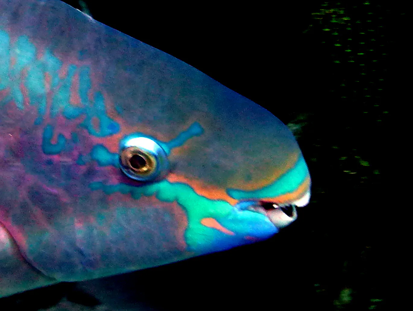 Parrotfish, Bonaire, 2013