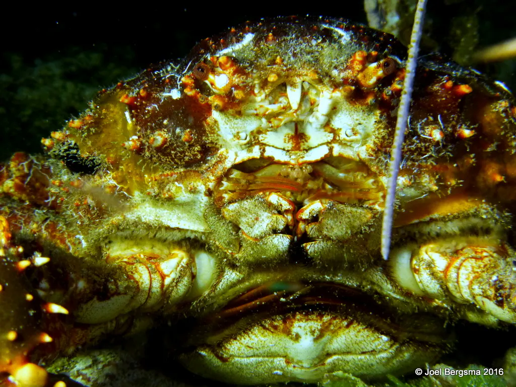 Channel Clinging Crab, Cayman Islands, 2016
