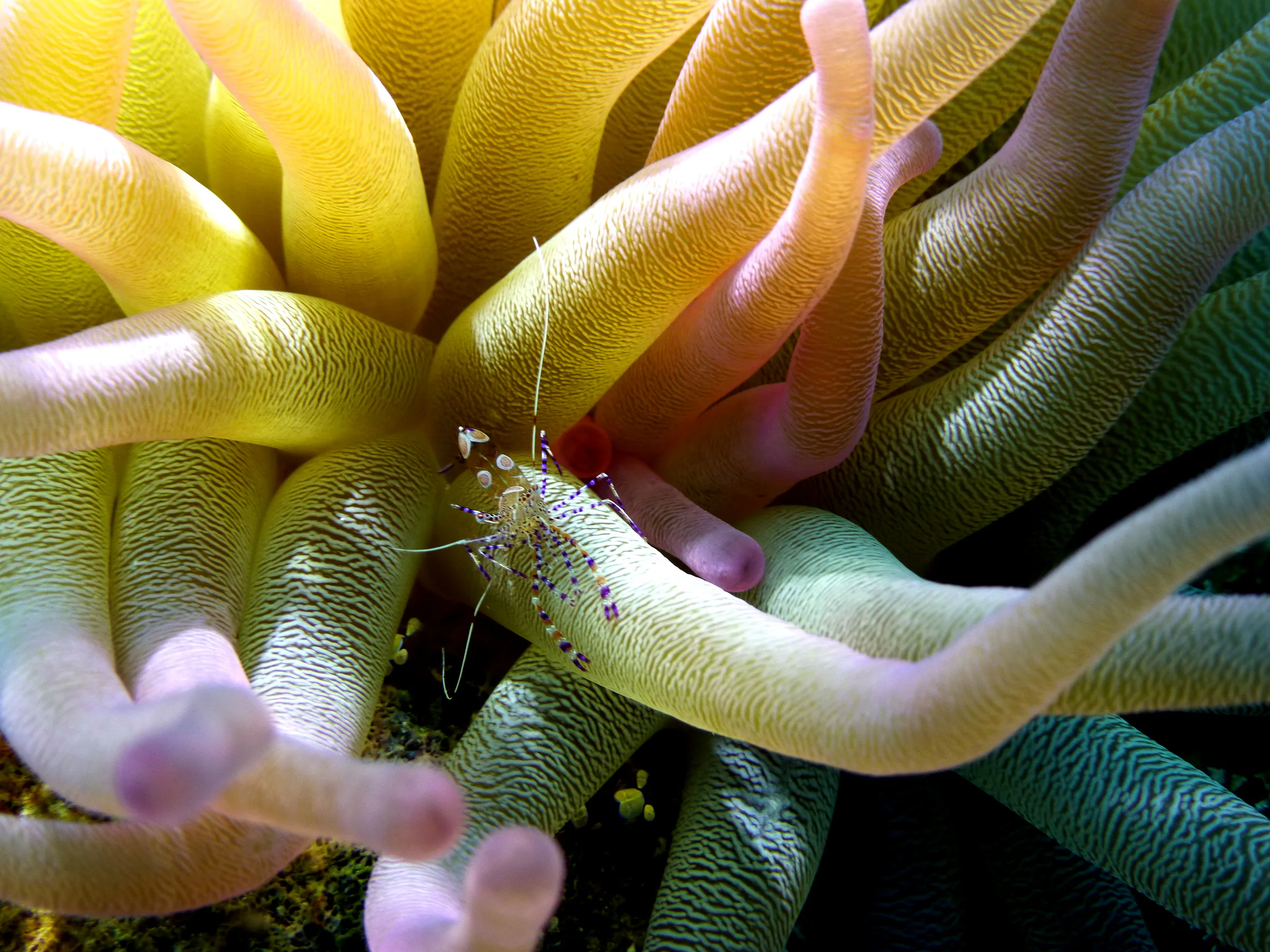 Shrimp, Bonaire, 2013