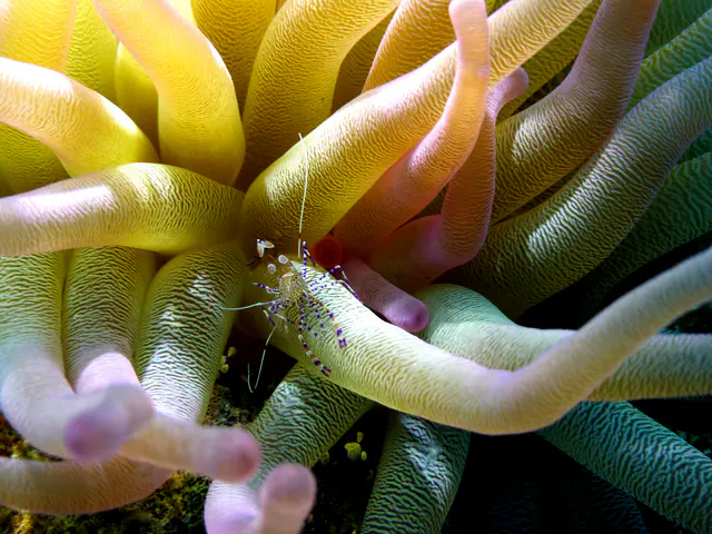 Underwater photograph by Joel Bergsma