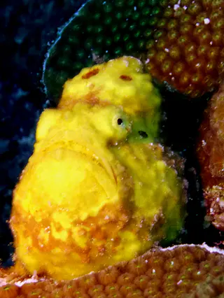 Underwater photograph by Joel Bergsma