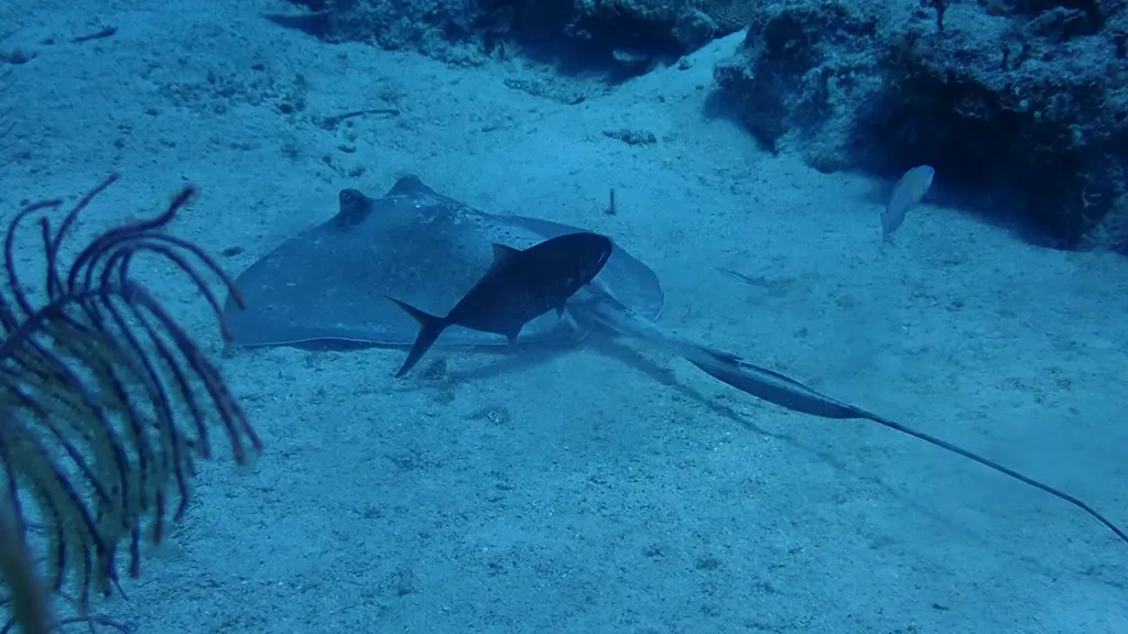 Southern Stingray with Symbiotic Jack