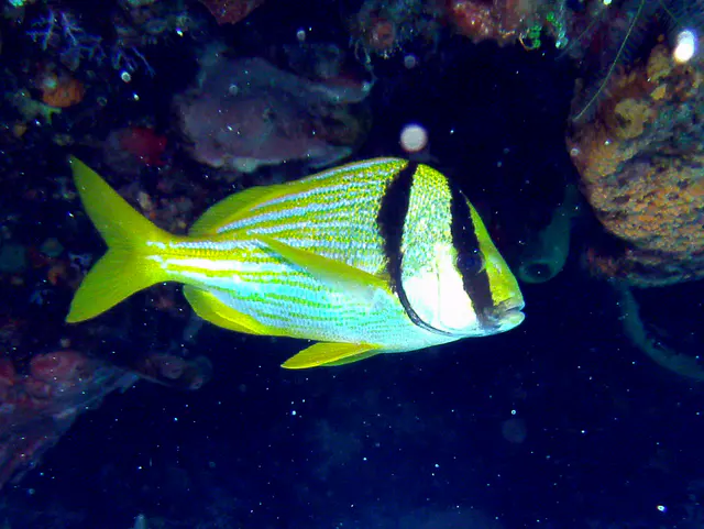Porkfish