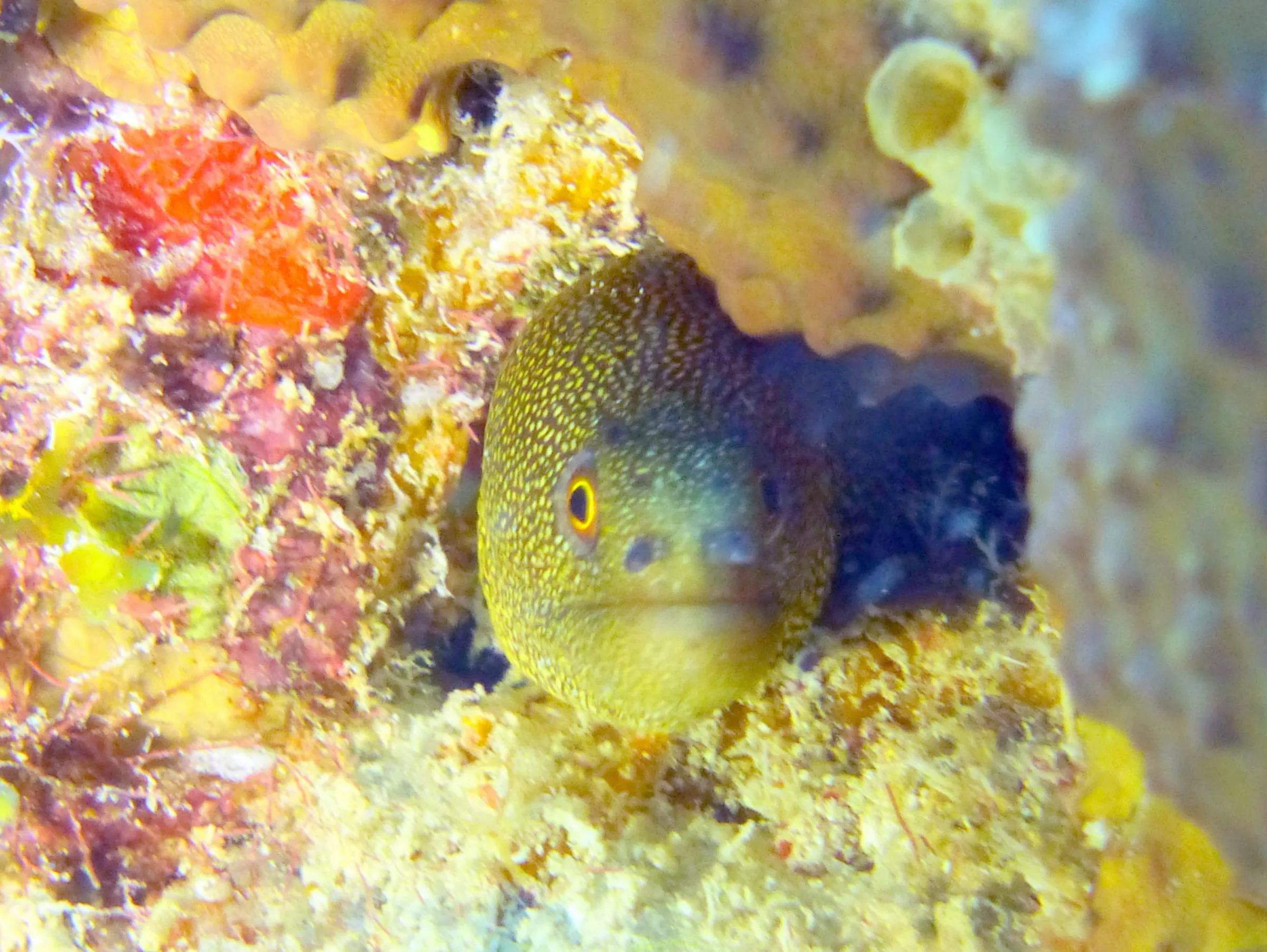 Green Moray Eel, Bonaire, 2013