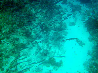 School of Barracuda swims below us on the Blue Corner