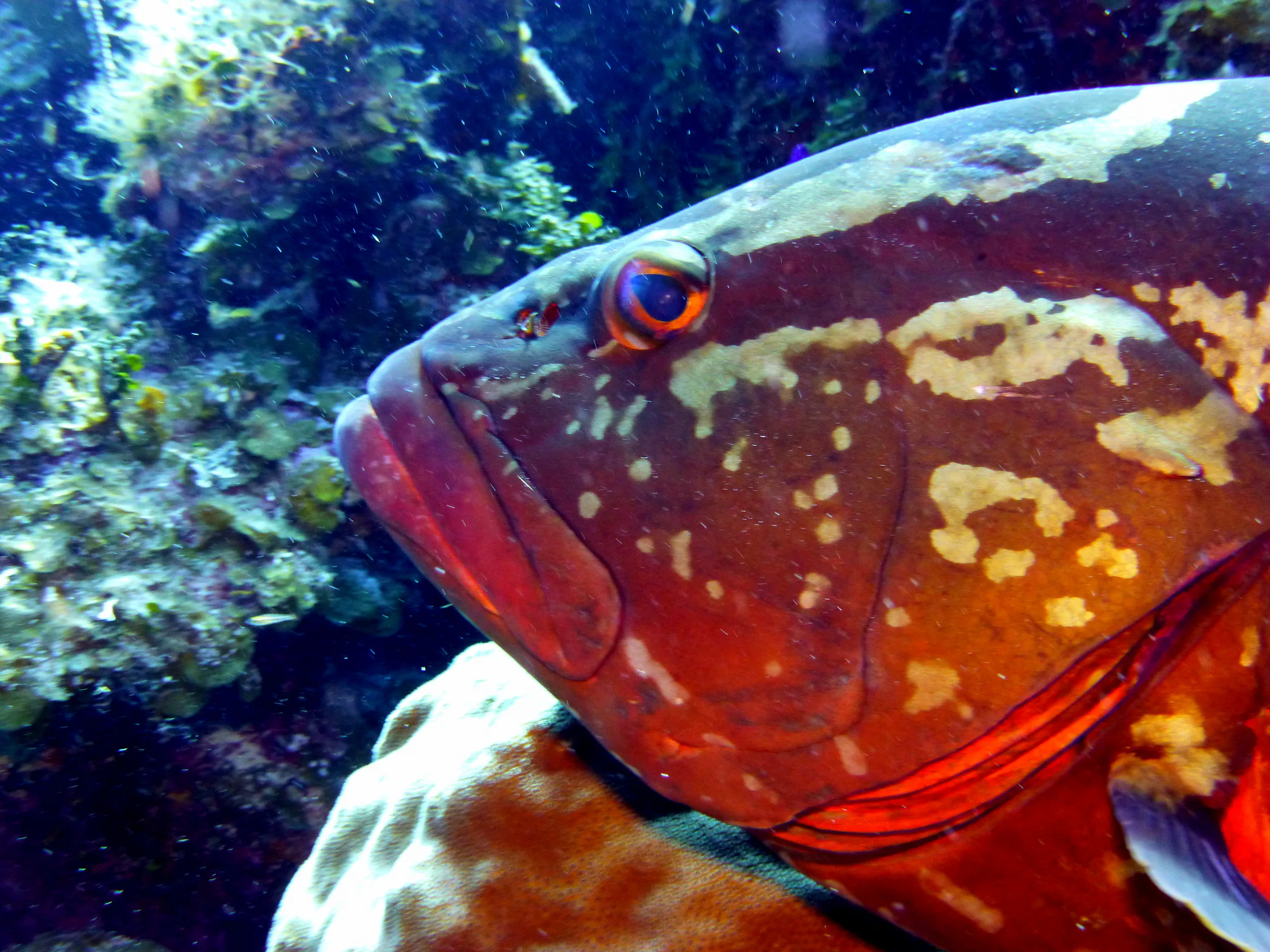 Nassau Grouper, Cayman Islands, 2014