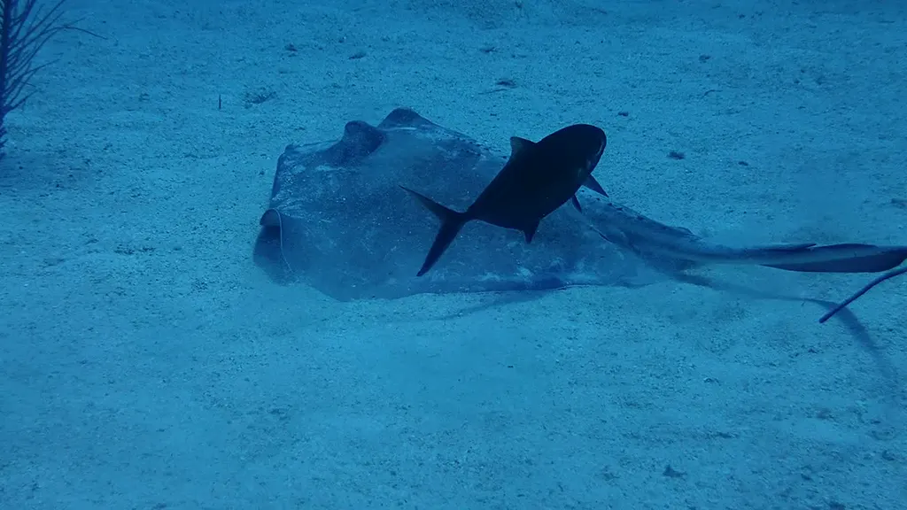 Southern Stingray with Symbiotic Jack