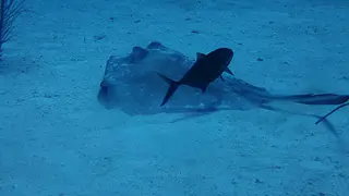 Southern Stingray with Symbiotic Jack