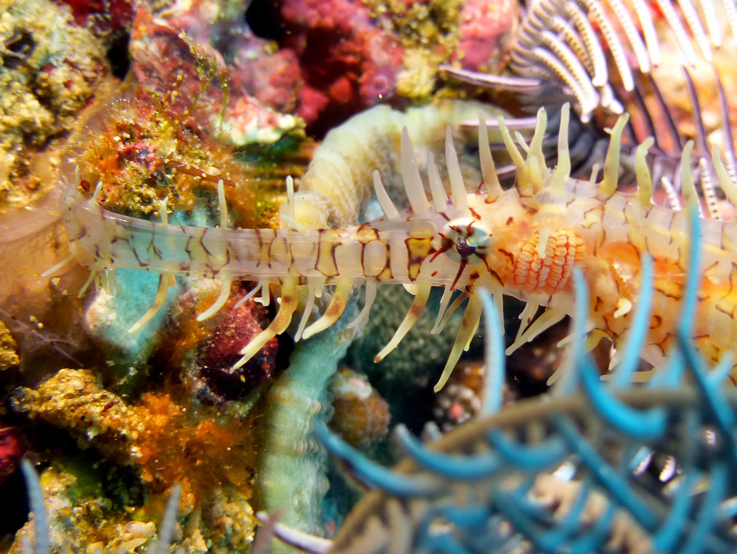 Ornate Ghost Pipefish. Gerald Allen, et al, Reef Fish Identification - Tropical Pacific (2003), page 423.