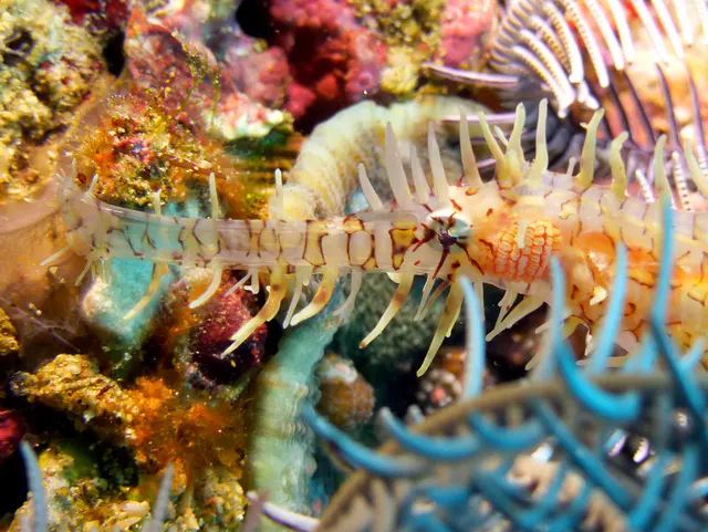 Ornate Ghost Pipefish.  Gerald Allen, et al, Reef Fish Identification - Tropical Pacific (2003), page 423.