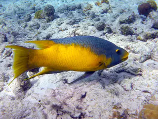 Underwater photograph by Joel Bergsma