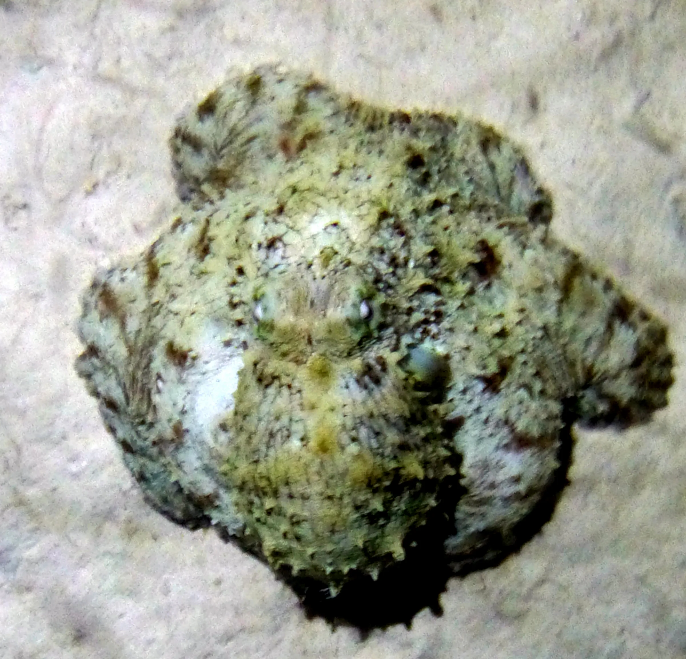 Octopus, Bonaire, 2013