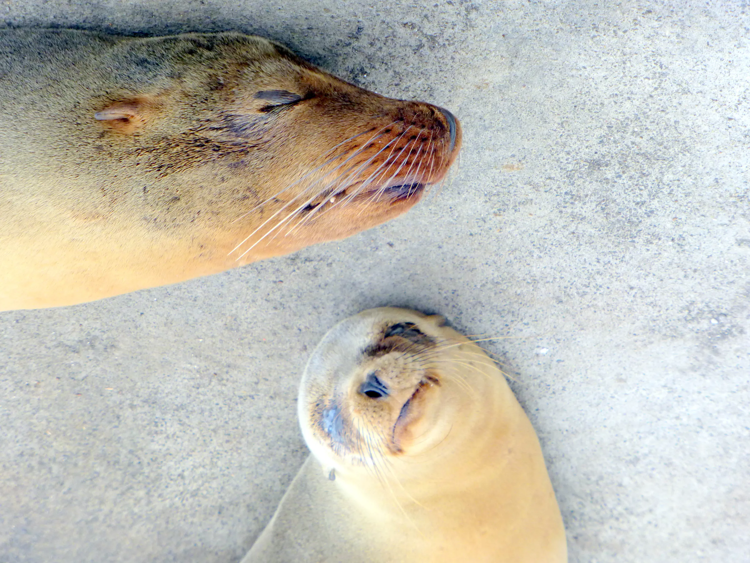 Sleeping sea lions.  The younger one has an eye infection. We saw several sea lions with this condition.