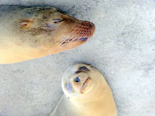 Sleeping sea lions.  The younger one has an eye infection. We saw several sea lions with this condition.