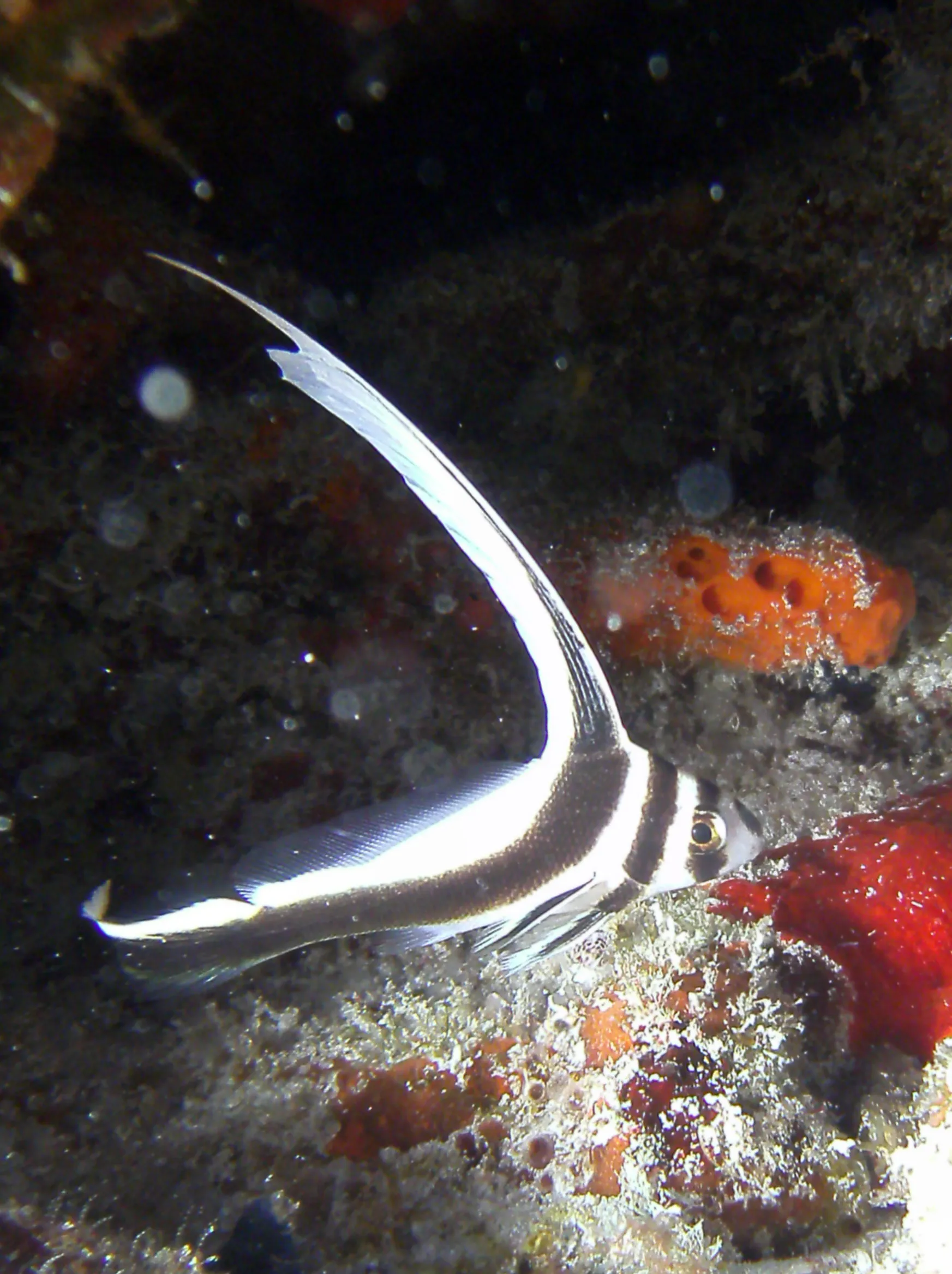 Juvenile Spotted Drum Fish