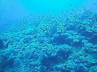 Video of Moorish Idols schooling on the reef.
