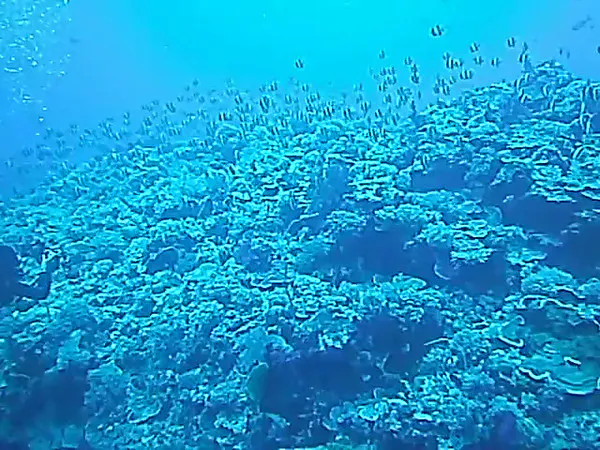Video of Moorish Idols schooling on the reef.